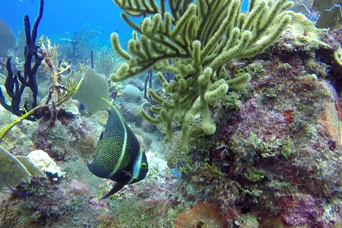 Catalina Island 2-Tank Dive With Buffet Lunch and Open Bar (Feb )