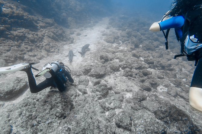 Catalina Island Diving Tour From Tamarindo and Langosta