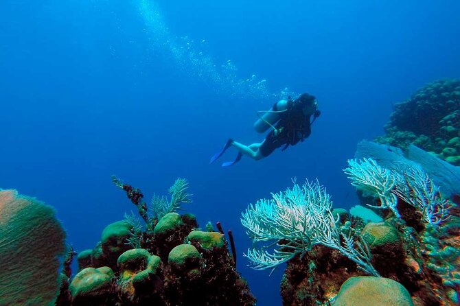 Catalina Island Diving Tour
