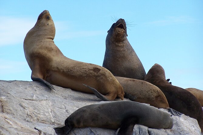 Catamaran Tour Through the Beagle Channel in Ushuaia - Booking Information