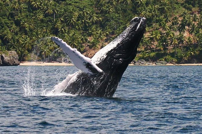 Cayo Levantado (Bacardi Island) Whale Watch Catamaran Cruise - Puerto Plata