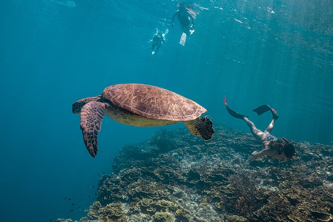 Cebu: Moalboal Sardine Run & Turtle Snorkeling Adventure Private - Good To Know