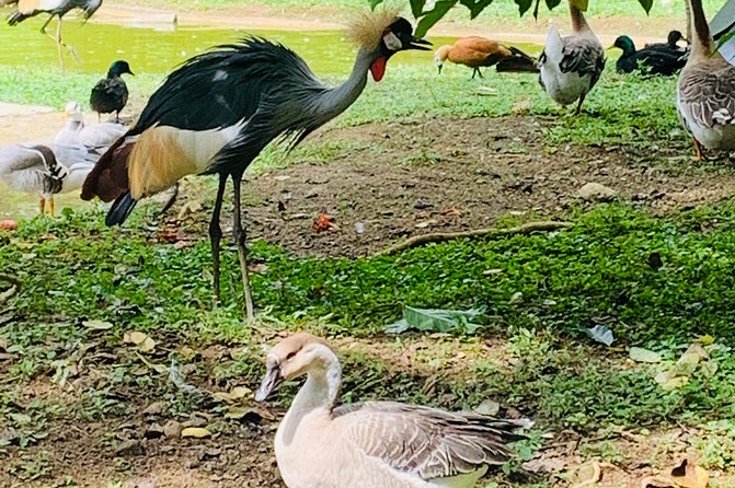 Cebu Safari Journeys