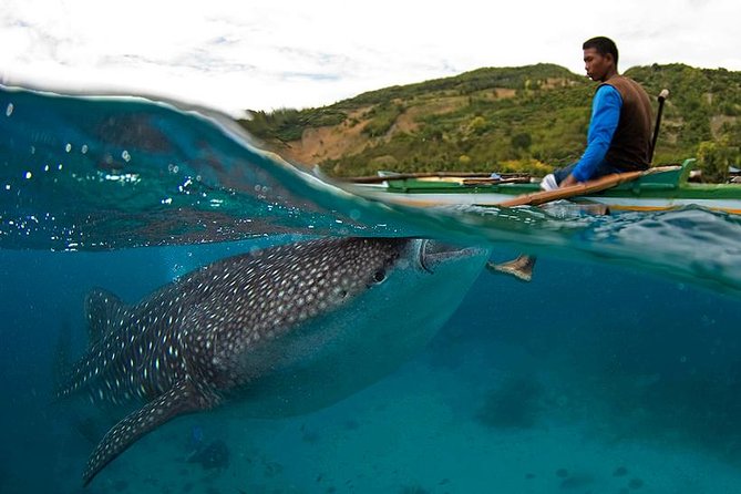 Cebu Whale Shark Interaction, Moalboal Sea Turtles, Sardines Run & Canyoneering
