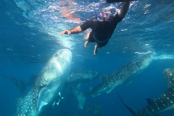 Cebu Whaleshark Journeys