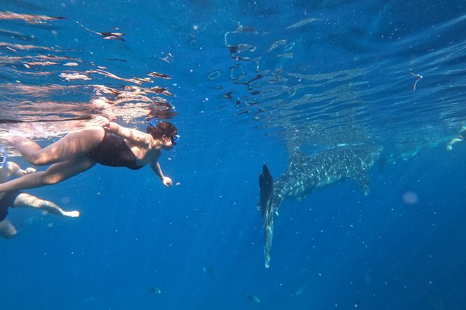 Cebu Whalesharks, Sumilon Island & Tumalog Falls