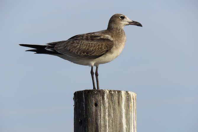 Cedar Key Food Walks - Good To Know