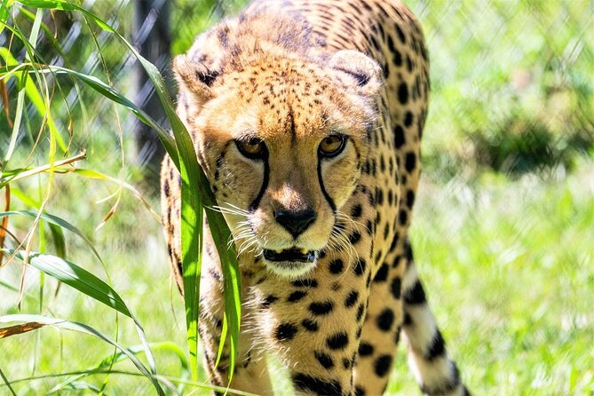 Central Florida Zoo & Downtown Sanford Golf Cart Experience