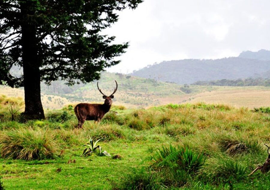 Central Sri Lanka: Ramboda Falls and Tea Factory Tour
