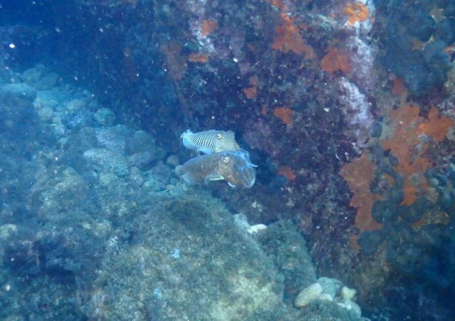 Chalkidiki: Scuba Diving for Beginners in Kassandra