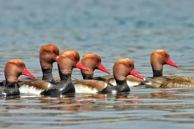 Chambal River Safari