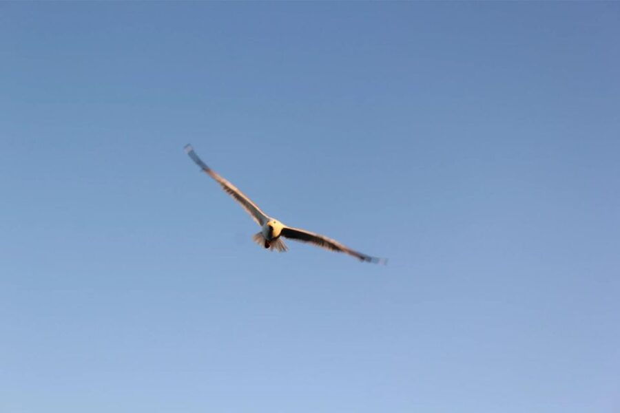 Chania Pink Sand Beaches Private Tour: Elafonisi & Falasarna