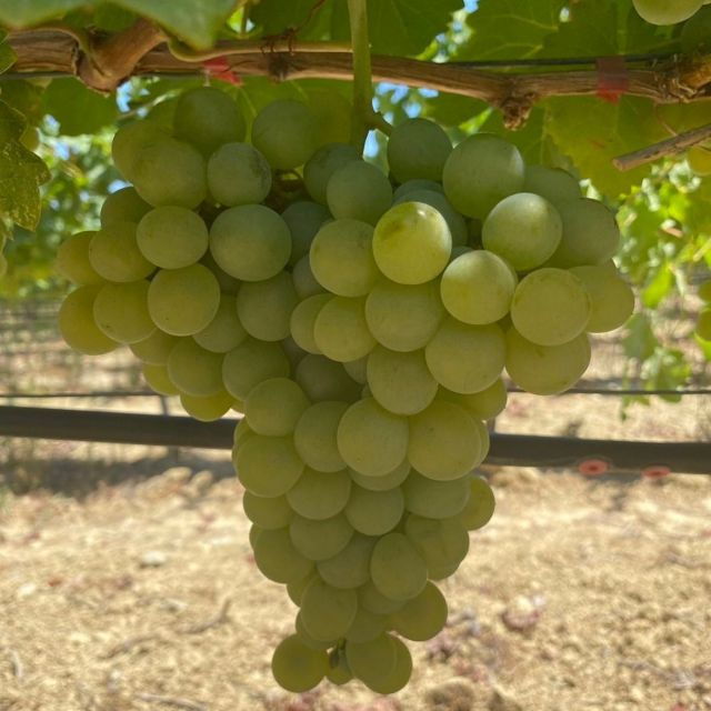 Chania:Olive and Wine 3-hour Trip