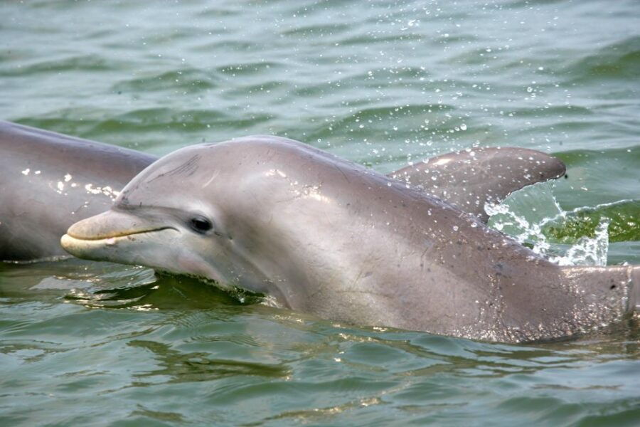 Charleston: Schooner Sailing Harbor Tour & Dolphin Watch - Good To Know
