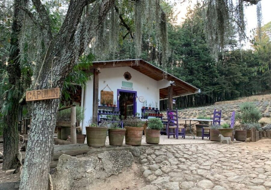 Chautla's Castle, Lavender Farm, and Valquirico Private Tour - Good To Know
