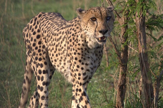 Cheetah Encounter and Cape Wine Lands Tour. - Tour Highlights
