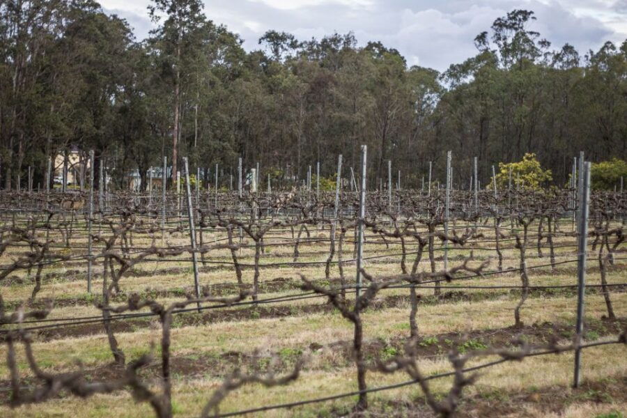 Chef-Led Hunter Valley Food & Wine Tour From Sydney - Good To Know