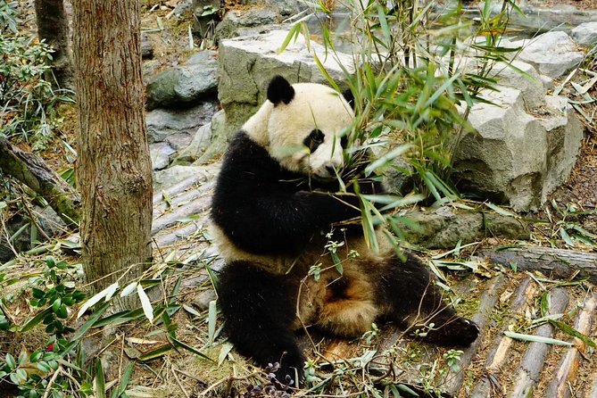 Chengdu Panda Tour and Local Culture Experience