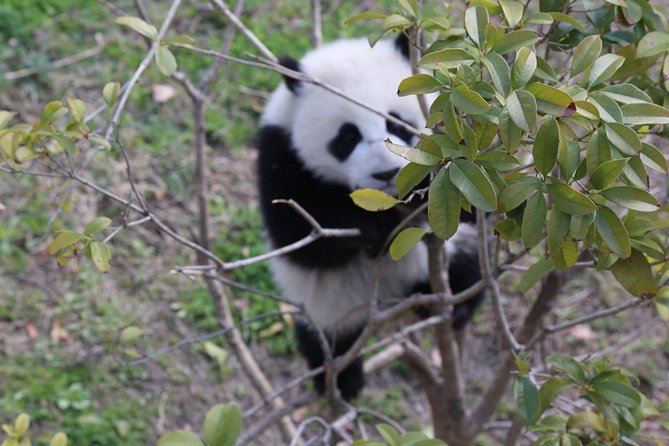 Chengdu Panda Tour With Local Guide Option Volunteer