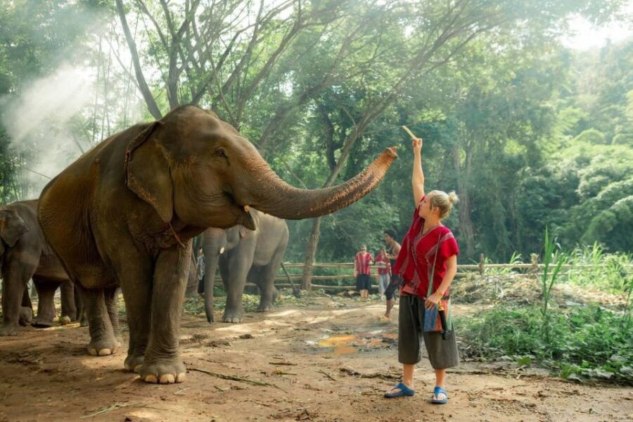 Chiang Mai : Elephant Care Elephant Eco Park - Good To Know
