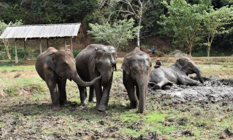 Chiang Mai: Elephants, Hill Tribe Stay, Rafting, Waterfall