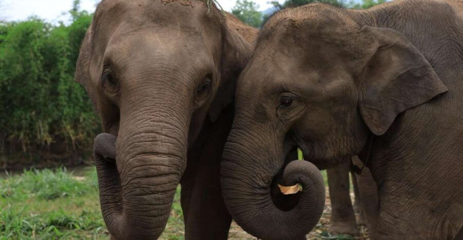 Chiang Mai: Ethical Elephant Sanctuary Day Tour & Lunch