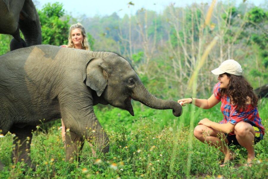 Chiang Mai: Exclusive Elephant Nursery Full-Day Program