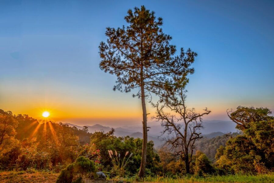 Chiang Mai: Gibbons, Trekking & Mae Kampong Small Group Tour