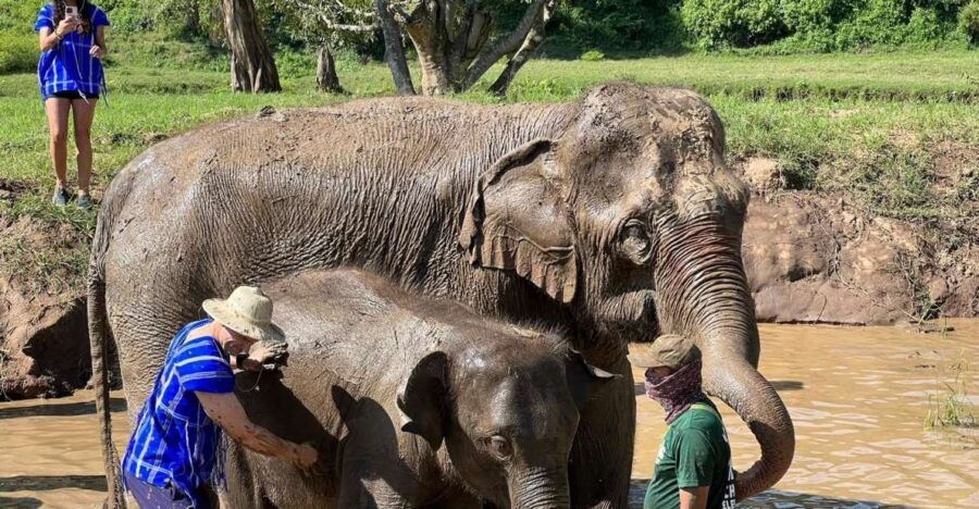 Chiang Mai: New Elephant Home Walking With Giants Tour