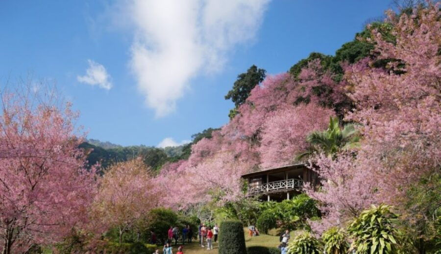 Chiang Mai: One Day Trek Doi Suthep & White Hmong Hill Tribe