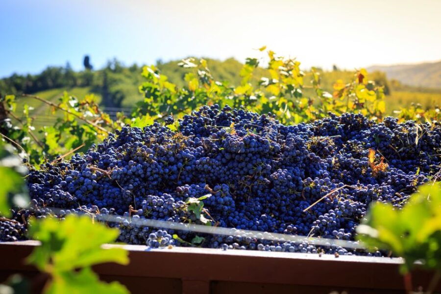 Chianti: Wine and Olive Oil Tasting With Cellar Tour - Good To Know
