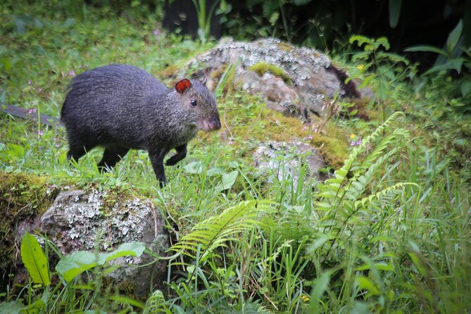 Chicaque Cloud Forest Hike - Good To Know