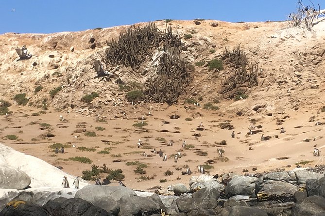 Chile Penguins and Sandboarding Experience (Feb ) - Good To Know