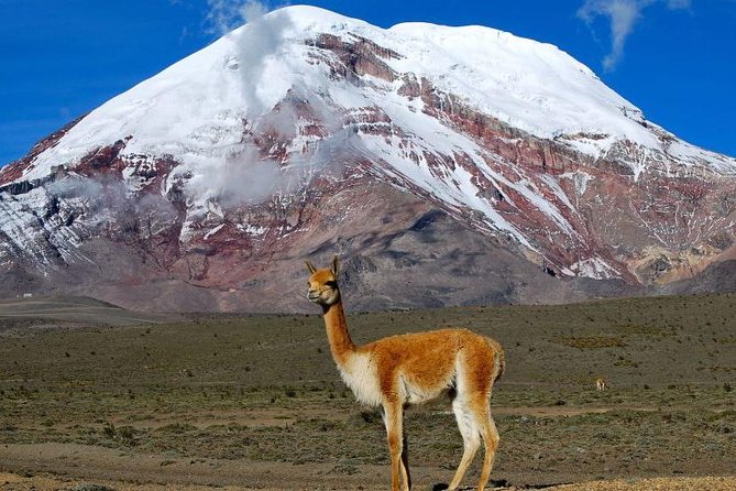 Chimborazo Tour From Quito: Hiking and Ascent to Condor Cocha All Included - Good To Know