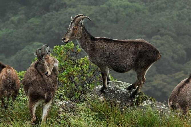Chinnar Wild Valley Experience Day Tour ( by Munnar Info)