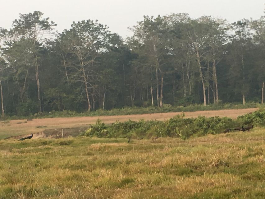 Chitwan Day Tour ( CanoeingJungle Walk Jeep Safari ) - Good To Know
