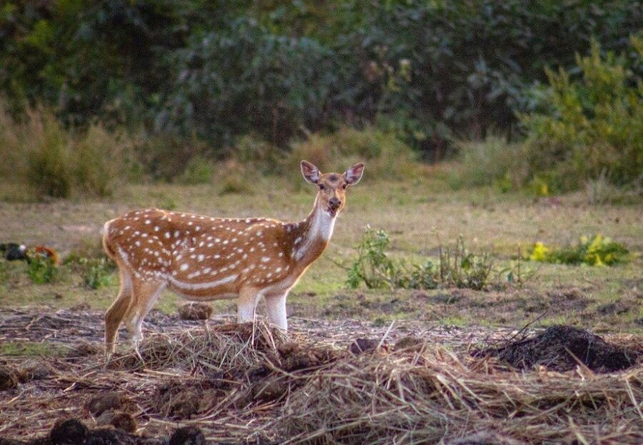 Chitwan Jungle Safari 2 Nights 3 Days