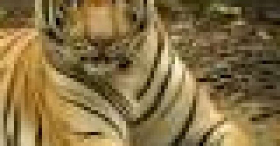 Chitwan National Park Tour Package- 3 Days - Accommodation Details