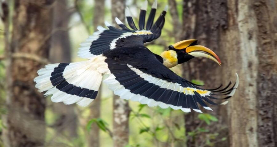 Chitwan National Park Untouched Side Bird Watching From Madi - Good To Know
