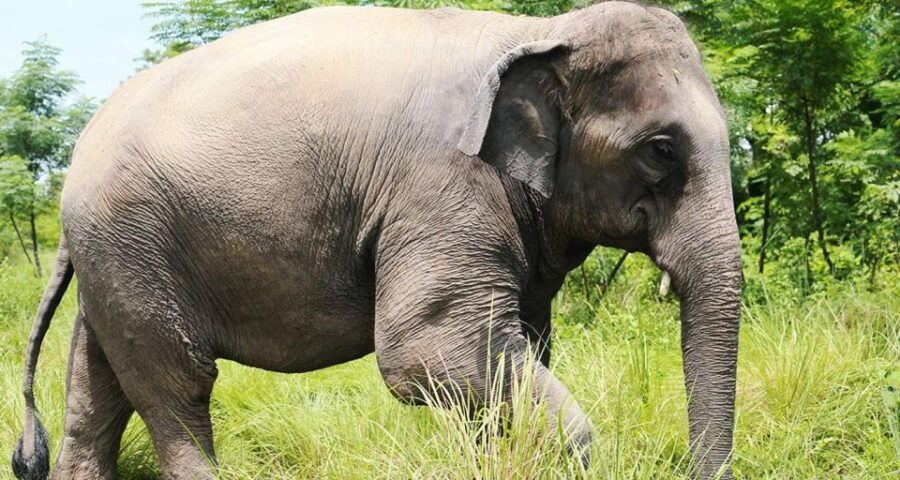 Chitwan Tower Night Stay, the Best Chitwan Safari Experience