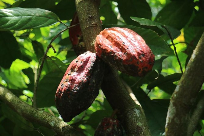 Chocolate Tour and Tropical Fruits