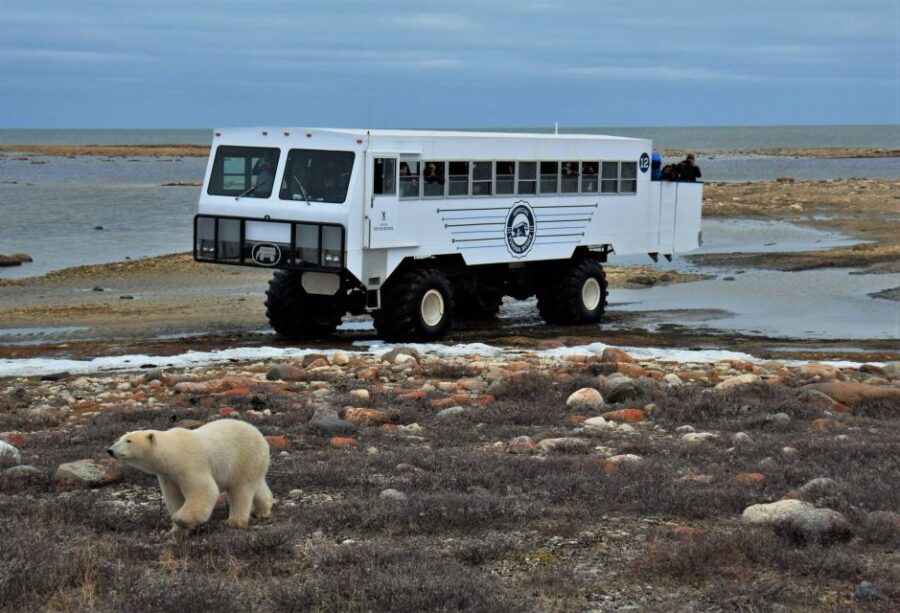 Churchill: Exclusive Tundra Buggy Day Trip