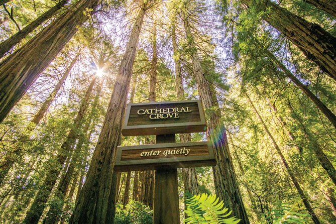 City & Woods: 1 Day Hop-On Hop-Off & Muir Woods Tour - Good To Know