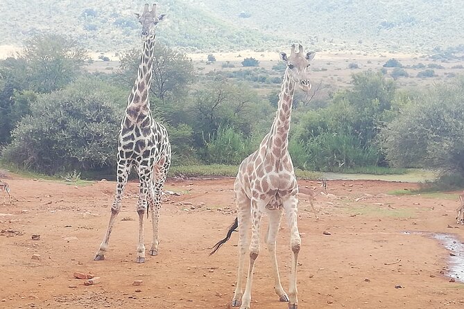 Classic 10 Days Johannesburg With Cape Town