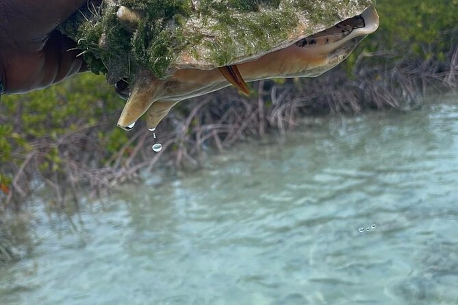 Clear Kayak Tour in Turks & Caicos Islands