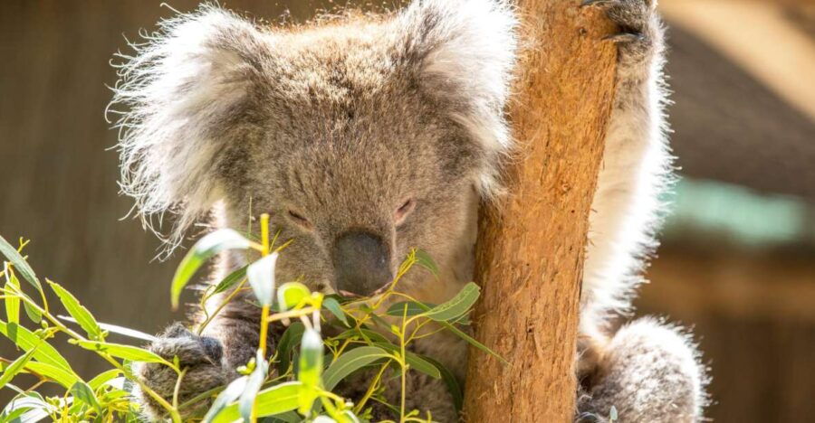 Cleland Wildlife Park Experience With Mount Lofty Summit - Good To Know