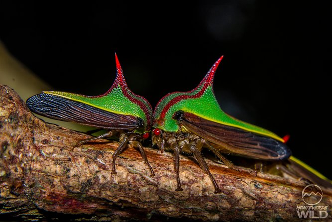 Cloud Forest Night Walk in Monteverde -Monteverde Wild-