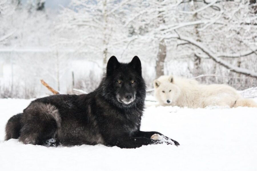 Cochrane: Yamnuska Wolfdog Sanctuary Tour - Good To Know