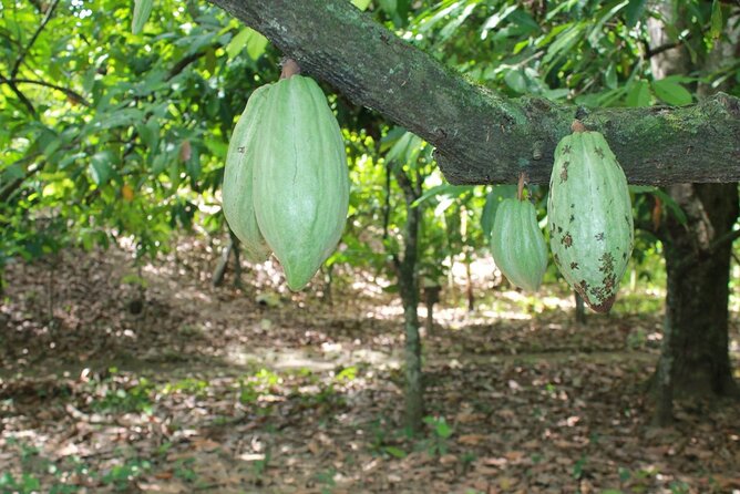 Cocoa & Artisan Chocolate Route With an Historical Tour in Puerto Plata City - Good To Know