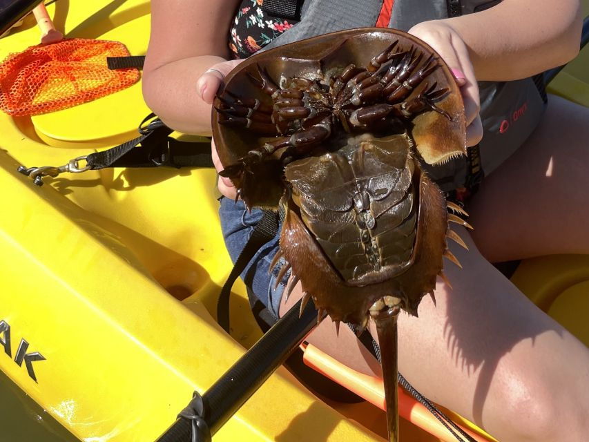 Cocoa Beach: Daytime Guided Kayak Eco-Tour - Good To Know